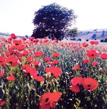 Spring in Azerbaijan