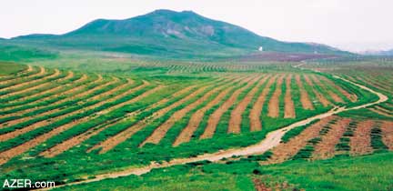 Azerbaijan's Ministry of Ecology is involved in a nationwide program to double the forested area of Azerbaijan in the next 10-15 years so that about 22 percent of the country will be covered in trees.