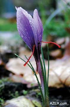 Saffron is the world's most expensive spice by weight. It usually is packaged and sold by the ounce. Photo: Anna Tatti, Sardinia