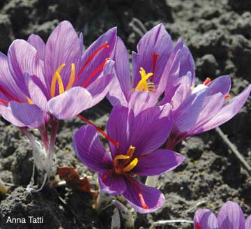Close-up photograph of saffron crocus (Crocus sativus) blossoms. These flowers, growing on the island of Sardinia off the coast of Italy, are ready for harvesting-November 2005. The bulbs can remain in the ground for four to five years. After that, they must be dug up and replaced with new bulbs, but planted in a different location. To produce a successful crop, saffron cannot be planted again in the same ground for 15 to 20 years. Consequently, considerable land is needed to cultivate this rare spice. Photo: Anna Tatti, Sardinia