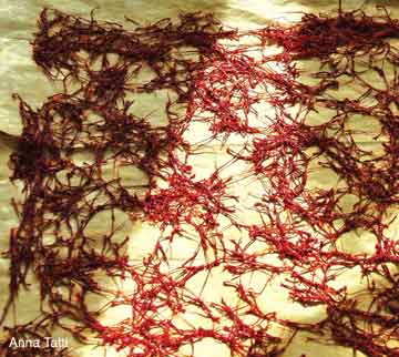 Drying the Crocus stigma, which is traditionally used in cooking as both seasoning and coloring agent. More and more, its medicinal properties are becoming known, especially in relationship to cancer. Photo: Anna Tatti, Sardinia