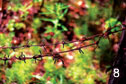 Barbed wire. It was nearly impossible to escape the camps because they were surrounded by barbed wire, watched by guard dogs and located so far from any other settlements.